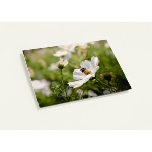 A Pack of 10 Bumble Bee On Flower Greeting Cards