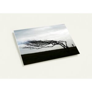 A Pack of 10 Running Free Greeting Cards