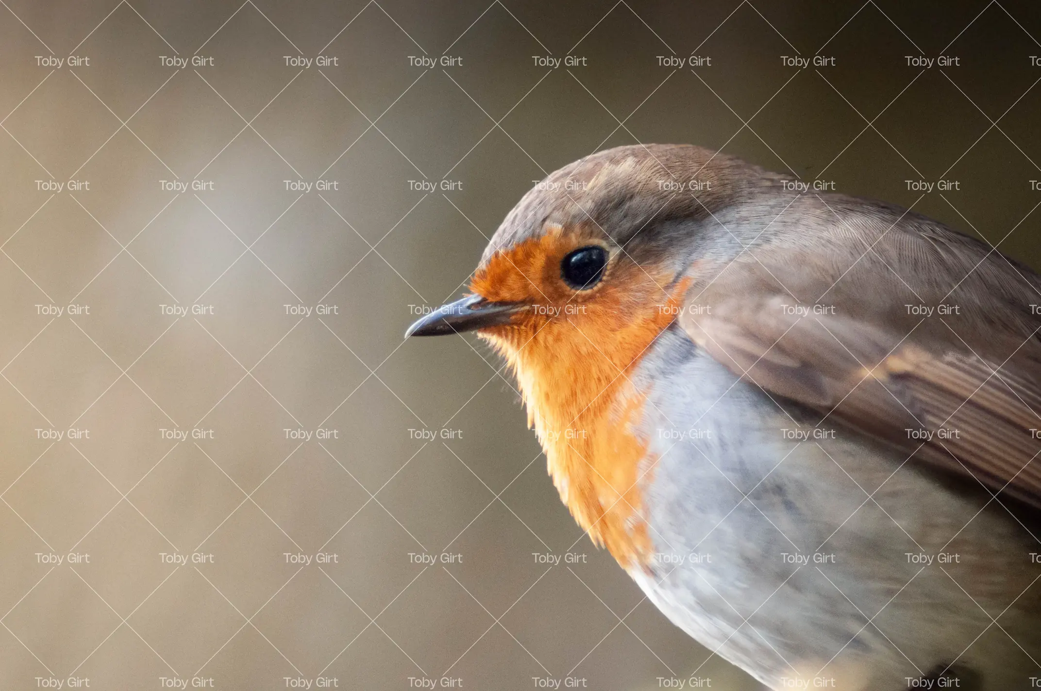 Robin close up