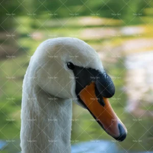 DIGITAL Swan profile close up