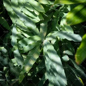 DIGITAL Green foliage with window light pattern