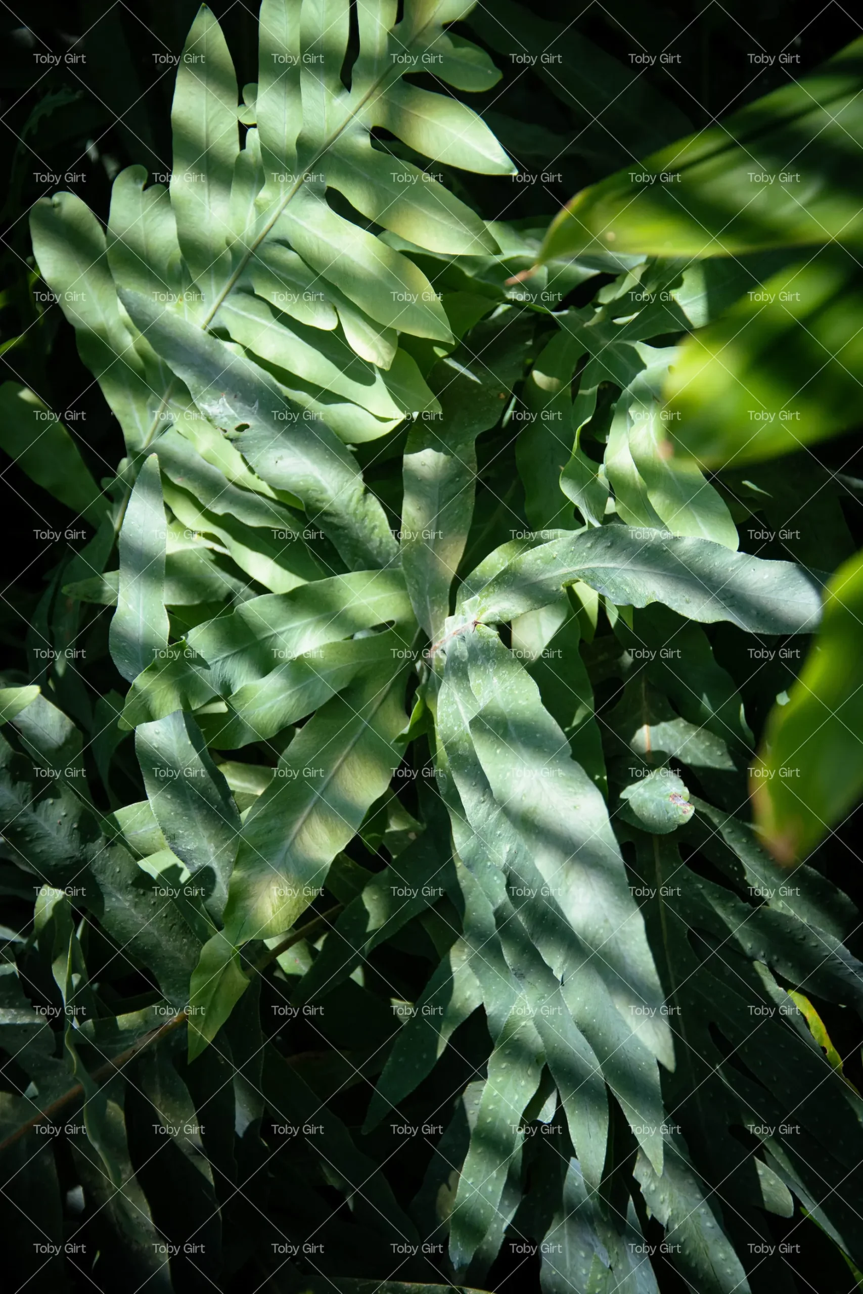 Green foliage with window light pattern
