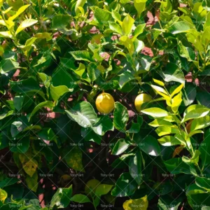 DIGITAL Lemon in lemon tree