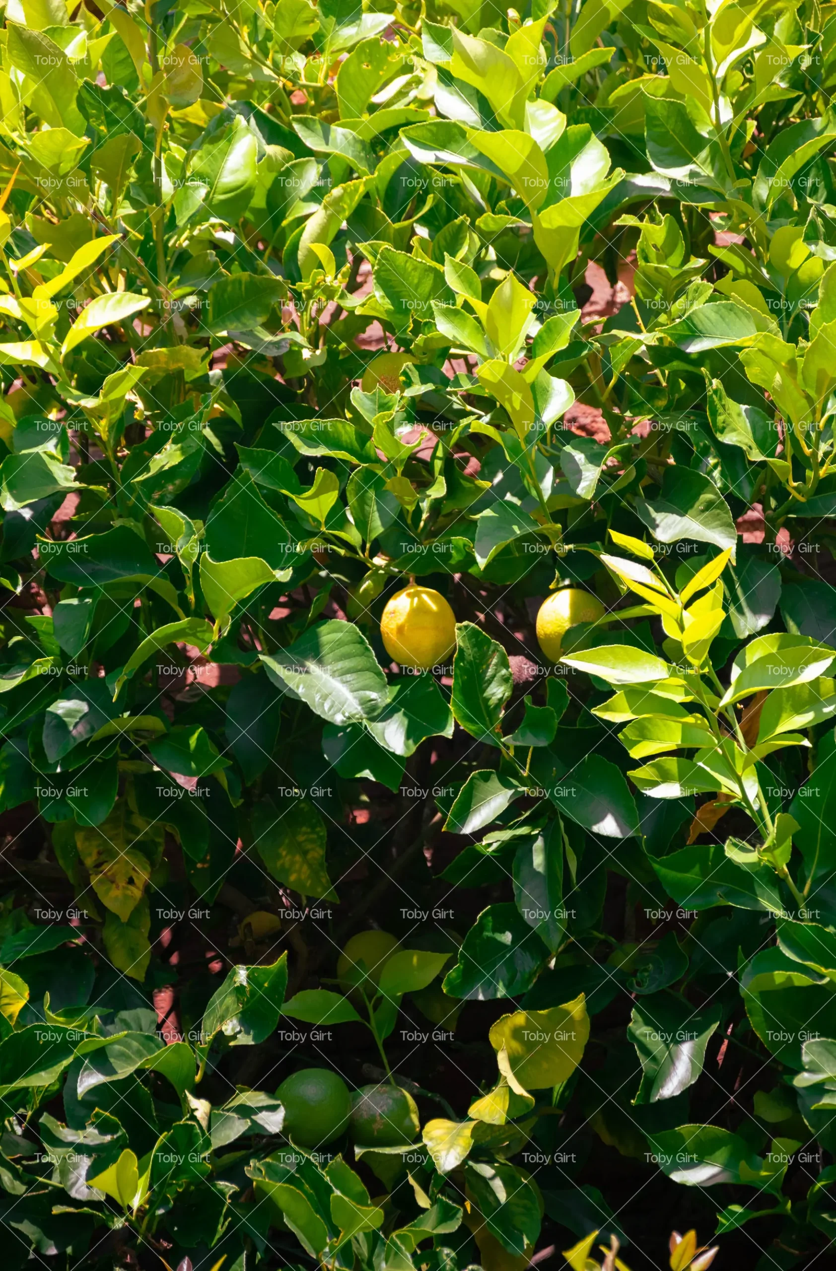 Lemon in lemon tree