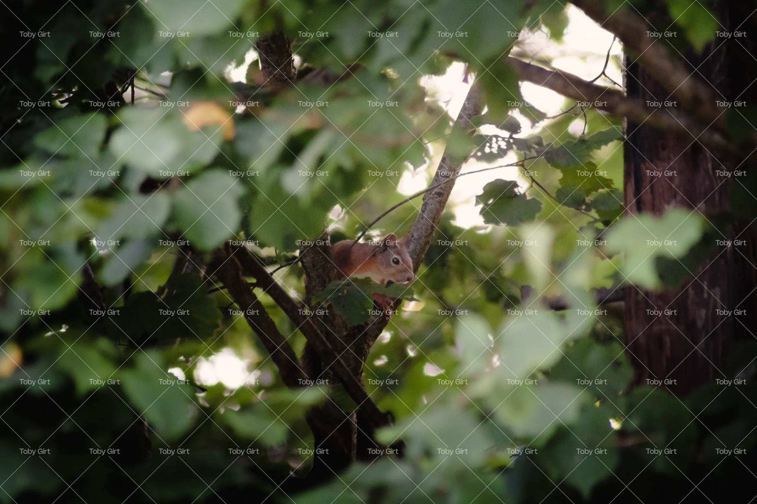 Red squirrel in tree during golden hour