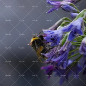 DIGITAL Bumble bee on blue flower