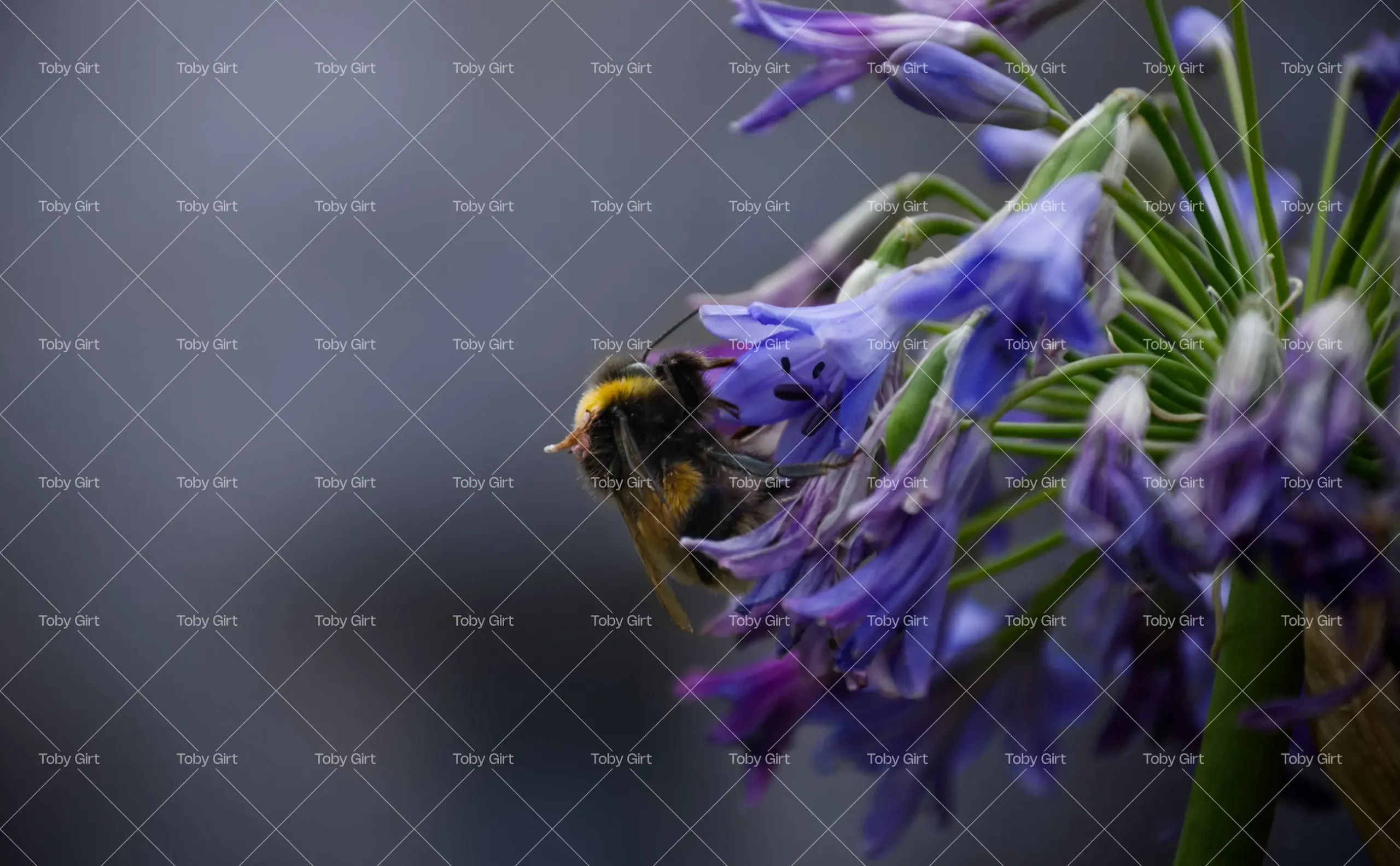 Bumble bee on blue flower